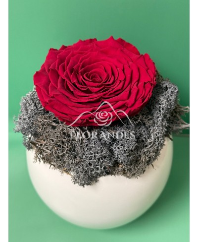 Aranjament cu trandafir criogenat rosu